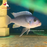 Ps. zebra Cichlid - Cobalt Blue (Local) ML-6 (1 ONLY!)