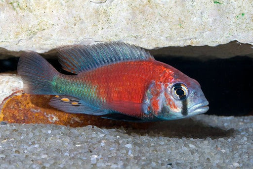 Ptyochromis var. Salmon 'Hippo Point' (Local) M-5 (1 ONLY!)