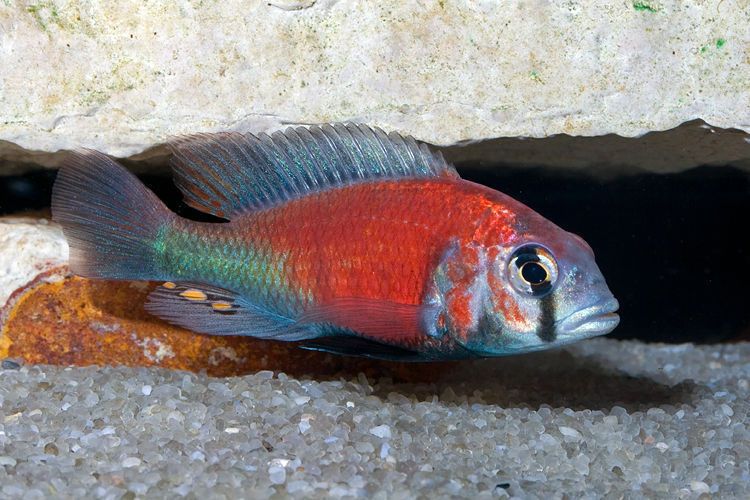 Ptyochromis var. Salmon 'Hippo Point' (Local) M-5 (1 ONLY!)