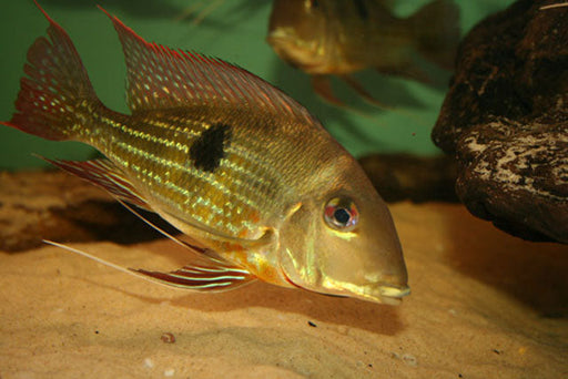 Geo. surinamensis (Red Horse Face) (Local) ML-6