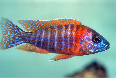 Red Rubin Peacock (Local) ML-7 (1 ONLY!)