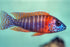 Red Rubin Peacock (Local) ML-7 (1 ONLY!)