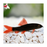 Rainbow Shark M-6