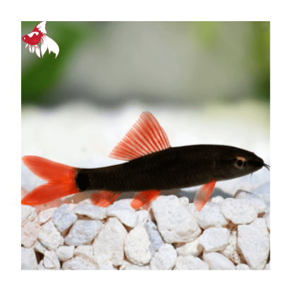 Rainbow Shark L-8