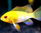 Ram - Gold (Local) M-3.5