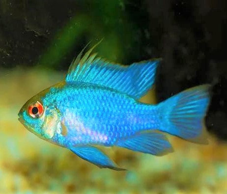 Ram - Neon Blue (Import) ML-4.5 (Nice!)