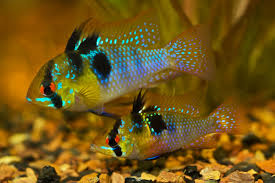Ram - Blue (Import) L-5.5 (Limited Numbers!)