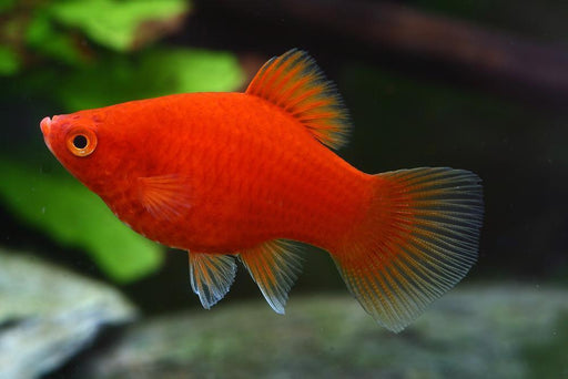 Red Platy (Local) ML 4-5