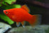 Red Platy (Local) ML 4-5