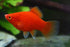 Red Platy (Local) M 3-4