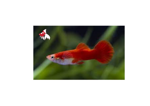 Red Blonde Guppy - Male M-4
