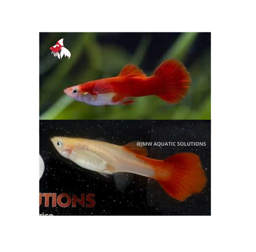 Red Blonde Guppy - Pair 4cm