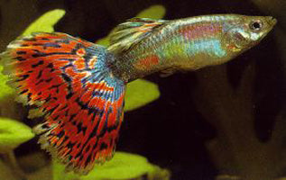 Red Moscow Guppy - Male M-4