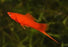 Red Swordtail (Local) ML-6
