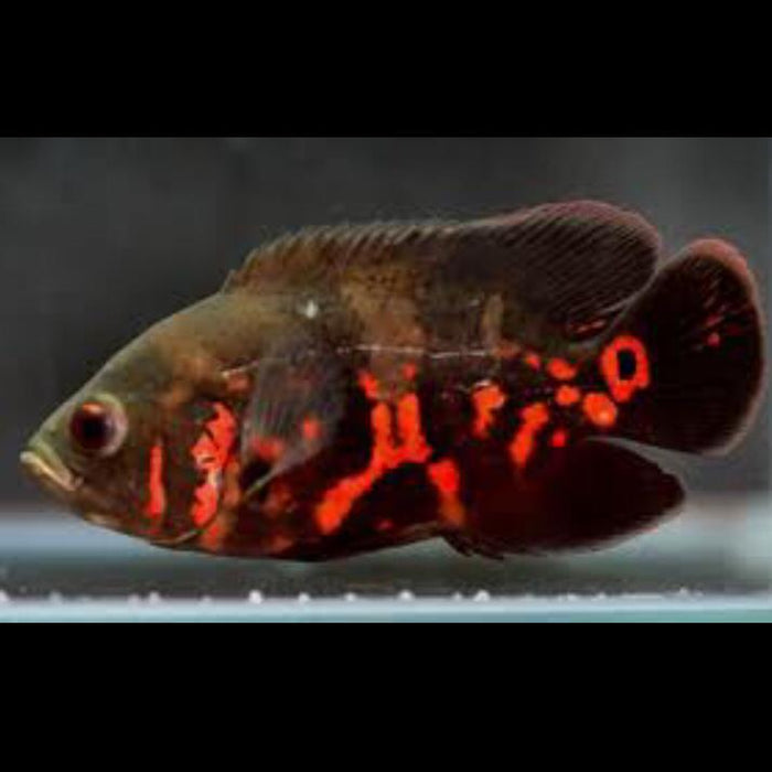 Red Tiger Oscar XXL-12