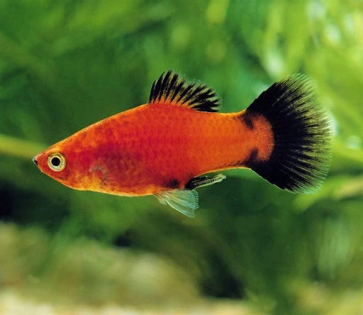 Red Wag Platy (Import) M 3-3.5