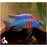 Red Side Peacock (Import) M+6