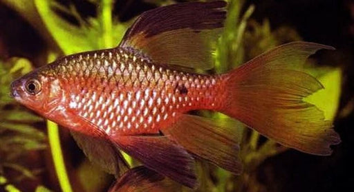 Rosy Barb - Longfin M-5 (Nice!) (4 ONLY!)