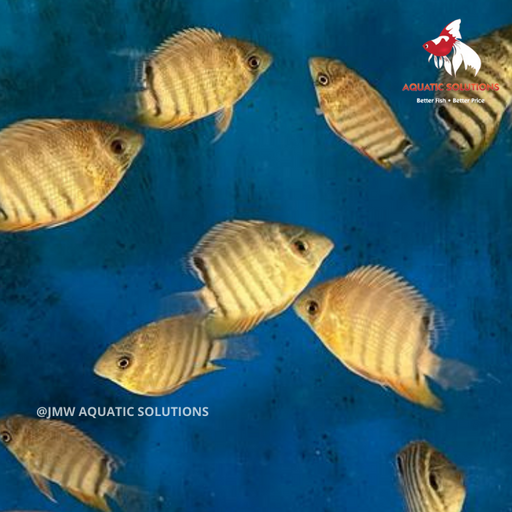 Severum - Rotkeil ML-6 (Limited Numbers!)