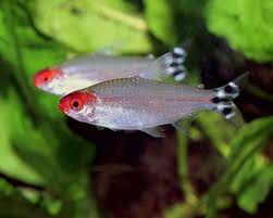 Rummy Nose Tetra M 3-4