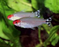 Rummy Nose Tetra M 3-4