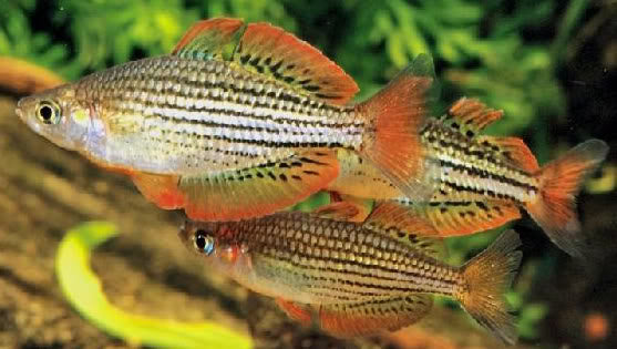 Skull Creek Rainbow (Local) SS-2.5