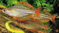 Skull Creek Rainbow (Local) S-3.5 (Limited Numbers!)
