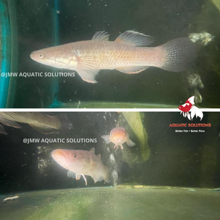 Snakehead Gudgeon (Local) ML-15 (1 ONLY!)