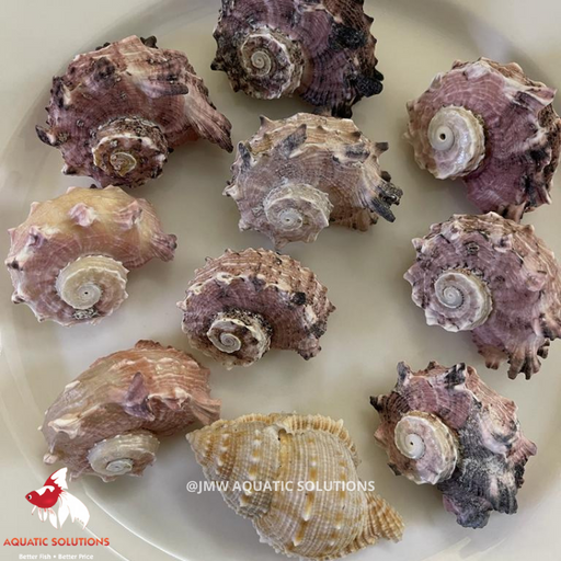 Hermit Crab - Spare Shell (Local) XXL