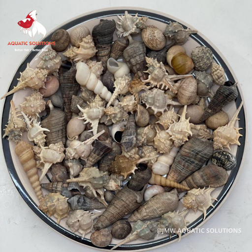 Hermit Crab - Spare Shell (Local) x10 M