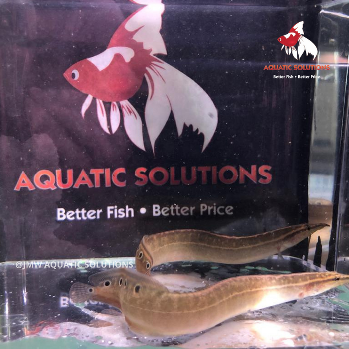 Spiny Eel ML-8 (Limited Numbers!)