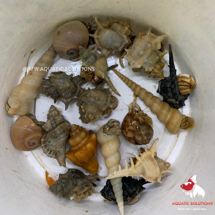 Hermit Crab (Local) L (Nice!) (Limited Numbers!)