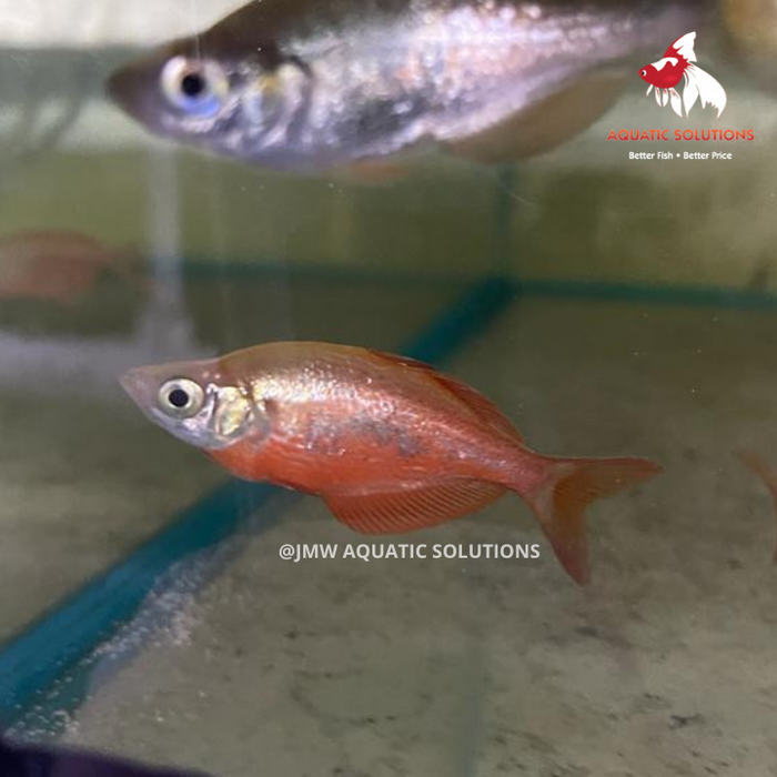 Salmon Red Rainbow (G. incisus) (Local) Female Only L-8 (1 ONLY!)