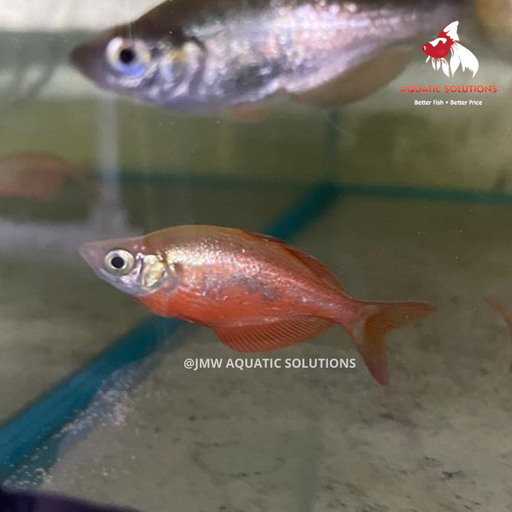Salmon Red Rainbow (G. incisus) (Import) ML-6 (Nice!) ONLINE SPECIAL EXCLUSIVE!
