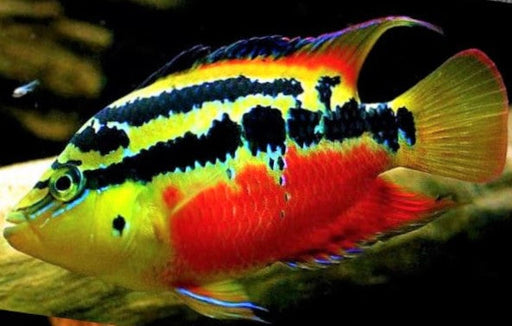 Salvini - Super Red (Rio Candelaria) (Local) M-5