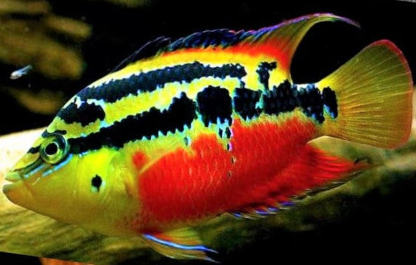 Salvini - Super Red (Rio Candelaria) (Local) S-4 (Nice!)