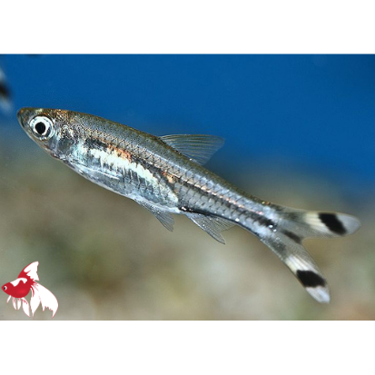 Scissortail Rasbora L-7 (Nice!)