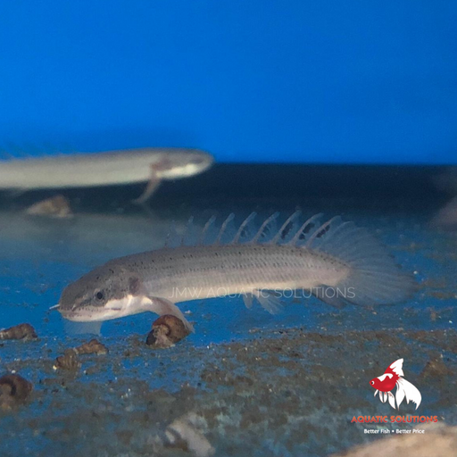 Bichir Senegal (Polypterus senegalus) (Local) (Rare!) XL-12