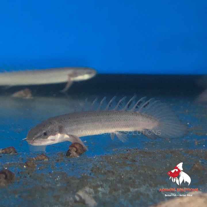 Bichir Senegal (Polypterus senegalus) (Local) (Rare!) L-10 (Limited Numbers!)