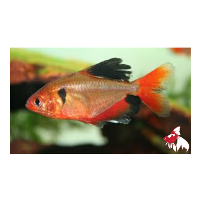 Serpae Tetra - Longfin ML 4-5 (Nice!)