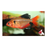 Serpae Tetra - Longfin ML 4-5 (Nice!)