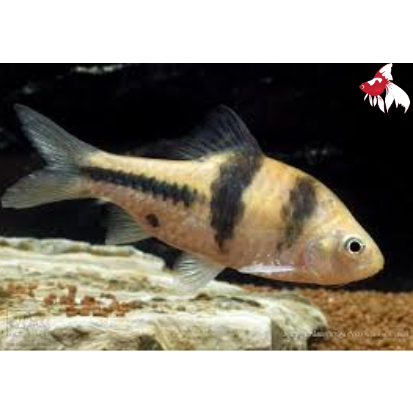 Spanner Barb (T. Barb) L-6 (1 ONLY!)