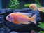 Strawberry Peacock (Local) ML-7