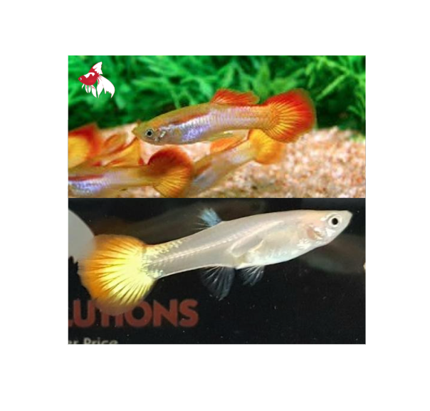 Sunset Guppy - Pair 4cm