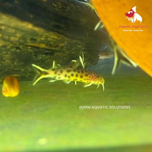 Syn. petricola (Local) M-4