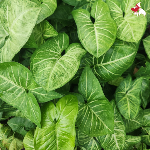 Syngonium White Butterfly (Nice!)