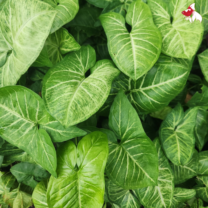 Syngonium White Butterfly (Nice!)