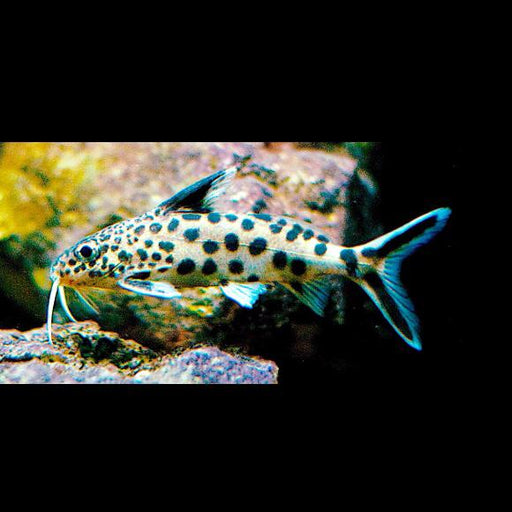 Synodontis multipunctatus - Cuckoo cats SM-4