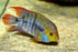 Amatitlania sajica - T Bar (Local) ML-6
