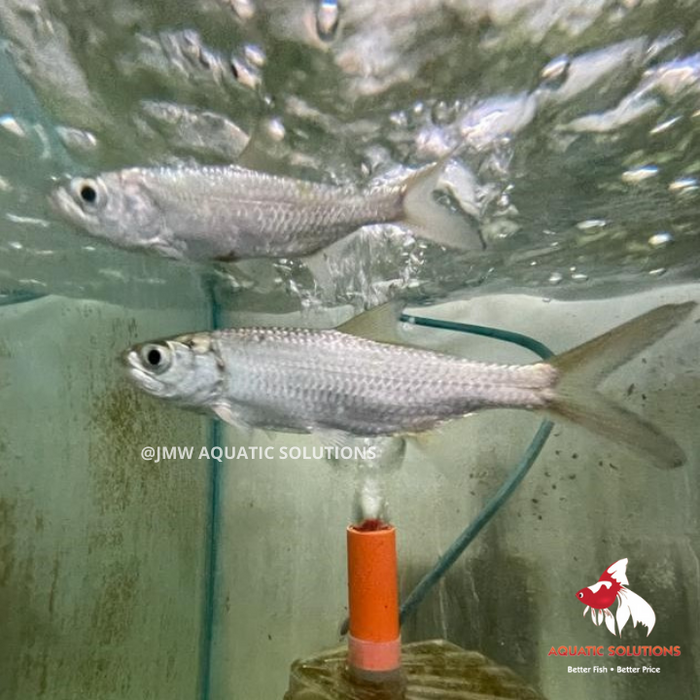 Tarpon (Local) XL-15 (2 ONLY!)